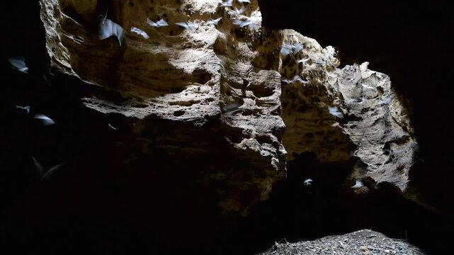 Multiple insectivorous bats including African sheath-tailed (Coleura afra) and trident bats (Triaenops afer) flying in cave lighted from an opening in the roof, coastal Kenya