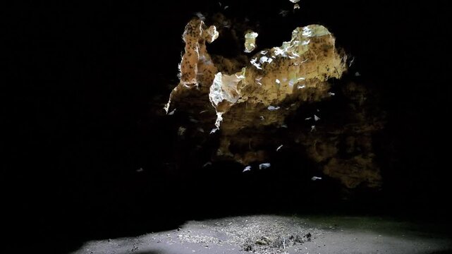 Multiple insectivorous bats including African sheath-tailed (Coleura afra) and trident bats (Triaenops afer) flying in cave lighted from an opening in the roof, coastal Kenya