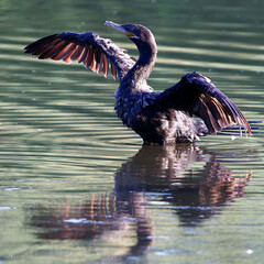 Cormorant 