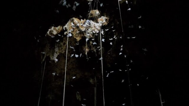 Multiple insectivorous bats including African sheath-tailed (Coleura afra) and trident bats (Triaenops afer) flying in cave lighted from an opening in the roof, coastal Kenya