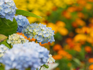 函館の庭園美・アジサイの表情
