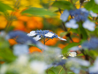 函館の庭園美・アジサイの表情