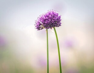 Two purple flower heads on tall stems, soft focus background