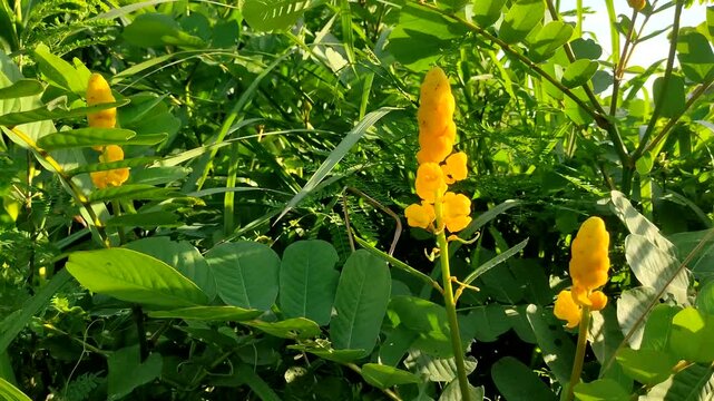 Close up bright yellow candle bush or senna alata flowers with large green leaves in dense tropical foliage illuminated by sunlight