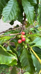 Ripe and Unripe Coffee Beans on Branch - Gr&atilde;os de caf&eacute; maduros e verdes no galho
