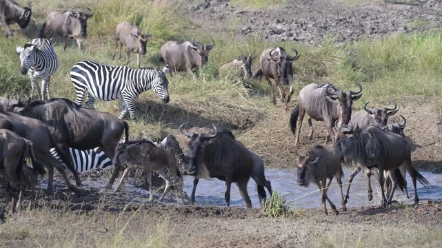 Herd of Wildebeests (Connochaetes taurinus) and zebras running and crossing a water stream during the Great Migration, Masai Mara National Reserve, Kenya