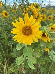 Sunflowers in a field