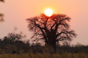 Sunrise over a large Baobab silhouette near Savuti in Chobe National Park, Botswana © adamikarl