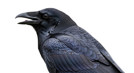 Closeup of a Black Crow Bird 18.