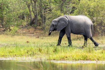 Fototapeta premium A young African bush elephant who has lost most of its trunk walking on a river bank in Khwai in Botswana