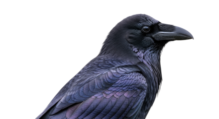 Closeup of a Black Crow Bird 30.