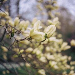 Yellow magnolia trees in bloom