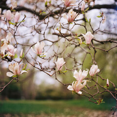 Pink magnolia trees in bloom