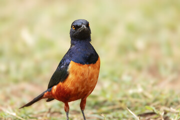 Colorful Hildenbrandt s Starling bird close up view in Serengeti National park, Tanzania