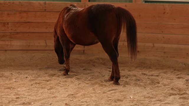 Dark chestnut horse pawing the sandy ground in a round pen, showing typical pre-roll behavior and calm anticipation