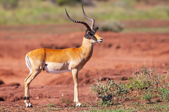 Male Impala (Aepyceros melampus) under evening light in the Serengeti National park, Tanzania.