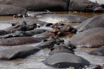 Hippos pool with many Hippos in serengeti National park, Tanzania
