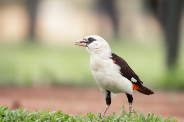White headed Buffalo Weaver bird on the ground found in Tanzania.