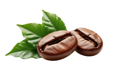 Two roasted coffee bean macro shot with fresh green coffee leaf isolated on transparent background