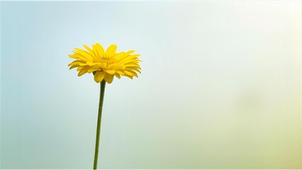yellow daisy flower isolated on solid background