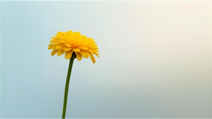 yellow daisy flower isolated on solid background