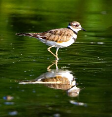 Killdeer