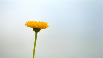 yellow daisy flower isolated on solid background