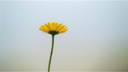 yellow daisy flower isolated on solid background