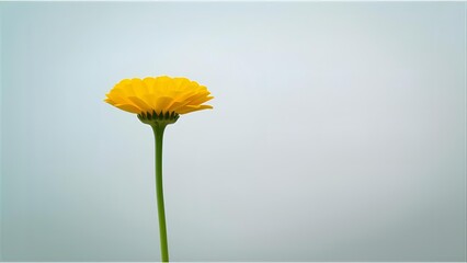 yellow daisy flower isolated on solid background