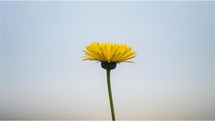 yellow daisy flower isolated on solid background