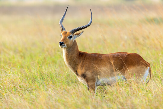 An alert male Red lechwe standing in grass in Khwai, Okavango delta in Botswana