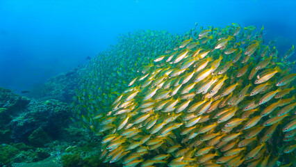 Underwater photo of school of fish at a coral reef. Yellow Snapper Fish. From a scuba dive off the coast of the island Koh Lanta in the south Andaman Sea in Thailand.