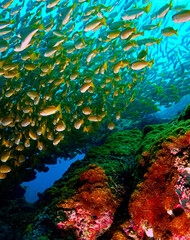 Underwater photo of school of fish at a coral reef. Yellow Snapper Fish. From a scuba dive off the coast of the island Koh Lanta in the south Andaman Sea in Thailand.