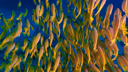 Underwater photo of school of fish at a coral reef. Yellow Snapper Fish. From a scuba dive off the coast of the island Koh Lanta in the south Andaman Sea in Thailand.