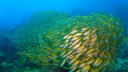Underwater photo of school of fish at a coral reef. Yellow Snapper Fish. From a scuba dive off the coast of the island Koh Lanta in the south Andaman Sea in Thailand.