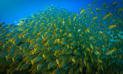 Underwater photo of school of fish at a coral reef. Yellow Snapper Fish. From a scuba dive off the coast of the island Koh Lanta in the south Andaman Sea in Thailand.