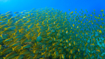 Underwater photo of school of fish at a coral reef. Yellow Snapper Fish. From a scuba dive off the coast of the island Koh Lanta in the south Andaman Sea in Thailand.
