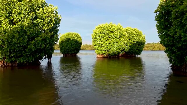 Kannur, Kerala, India-October 5 2025; A Pan view of the enchanting nature of Mangroves trees formed in the Kannur backwaters in Kerala, India.
