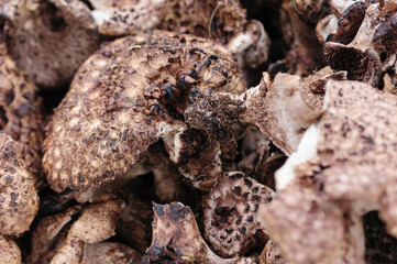 Wild Tricholoma matsutake mushroom in China