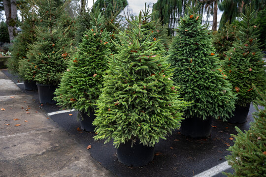 Fototapeta Live evergreen Norway Spruce, Picea Abies, in containers sheared and for sale as Christmas trees in an outdoor lot 