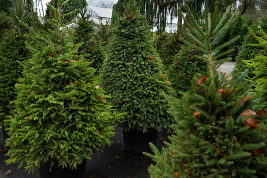 Live evergreen Norway Spruce, Picea Abies, in containers sheared and for sale as Christmas trees in an outdoor lot

