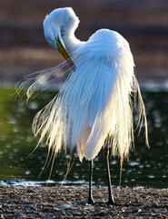 Great Egret 