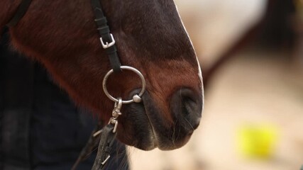 Closeup of a horse mouth with snaffle bit, detailed view of lips, metal rings and calm steady contact