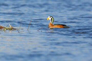 Small African pygmy goose swimming on a river in Okavango delta, Moremi Game Reserve in Botswana