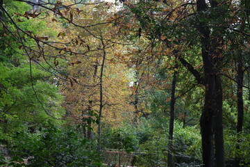 Autumn, forest, El Retiro Park, Madrid, Spain, Europe