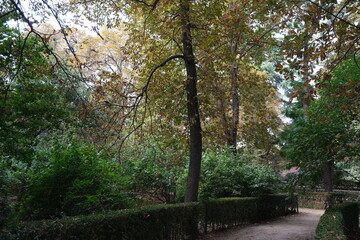 Autumn, forest, El Retiro Park, Madrid, Spain, Europe