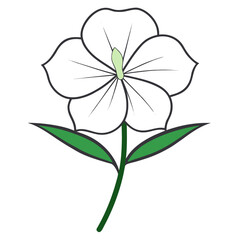 evening primrose white line art flower
