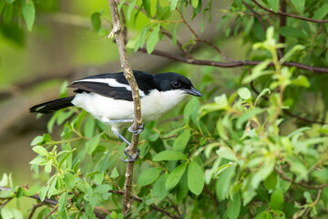 Close-up of Swamp boubou looking for food in thicket in Moremi Game Reserve, Botswana