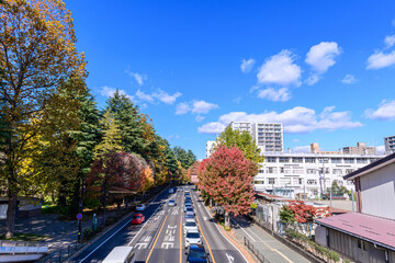 仙台　西公園通 秋
