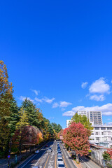 仙台　西公園通 秋
